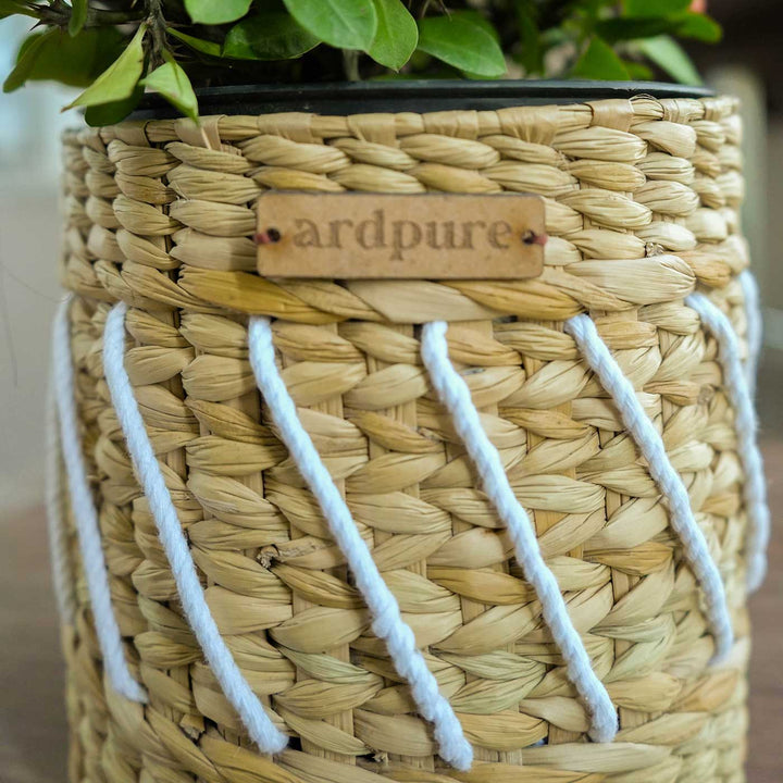 Handmade Yuri Water Reed Planter