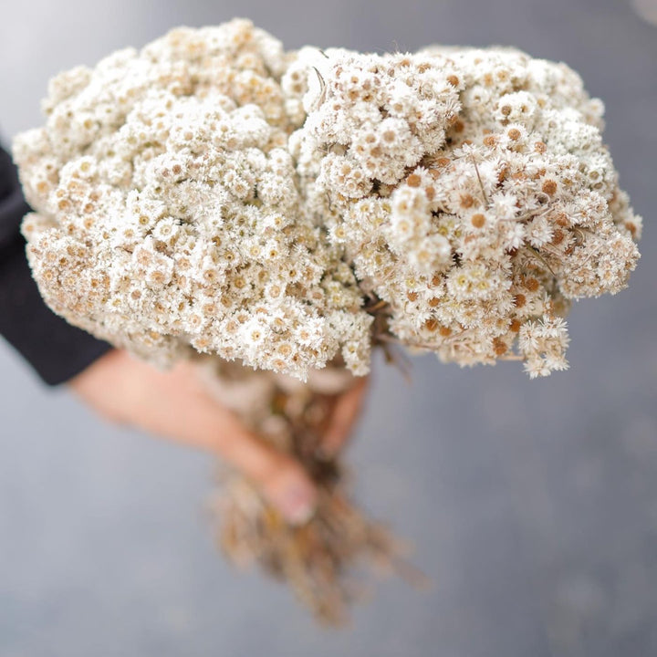 Handcrafted Dried White Daisies Flower Decor Bunch