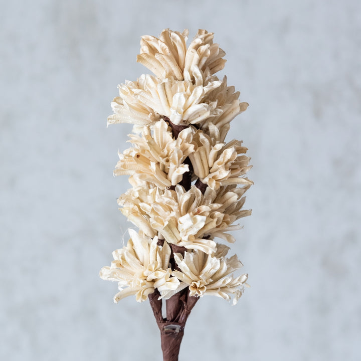 Handmade Beige Artichoke Dried Flower Bunch | Set Of 5