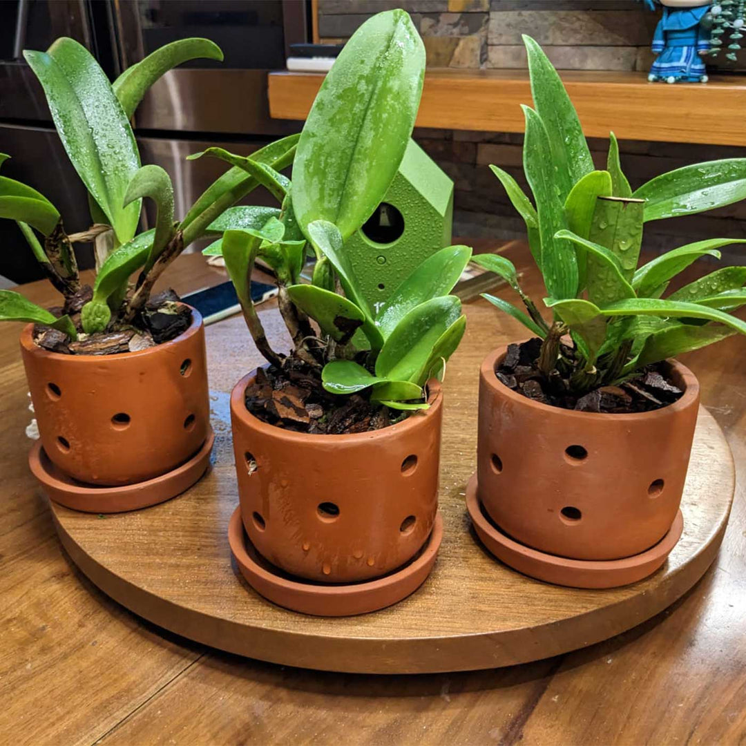 orchid planting pots Buy Handmade Small 4 Inch Orchid Planters Terracotta Planter Pot Online On Zwende