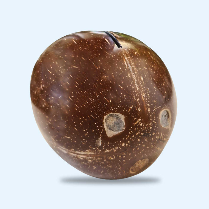 Eco-Friendly Handmade Kids Coconut Shell Piggy Bank