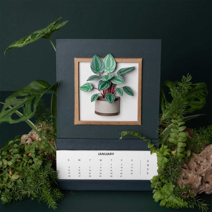 Handmade 3D Watermelon Peperomia Plant 2025 Desk Calendar