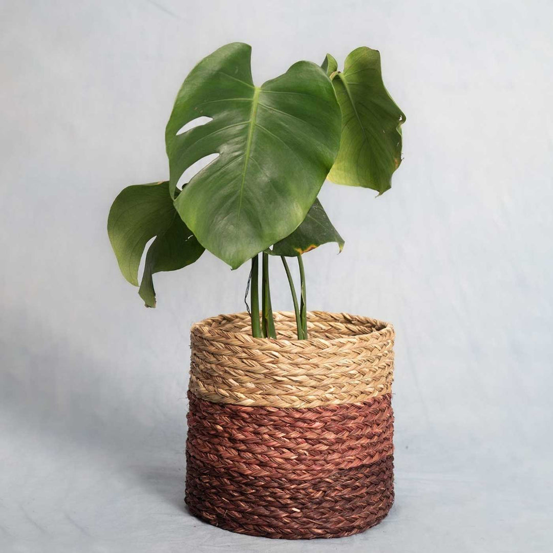 Handmade Grass Weaving Minimalist Twisted Texture Sabai Planter Cover