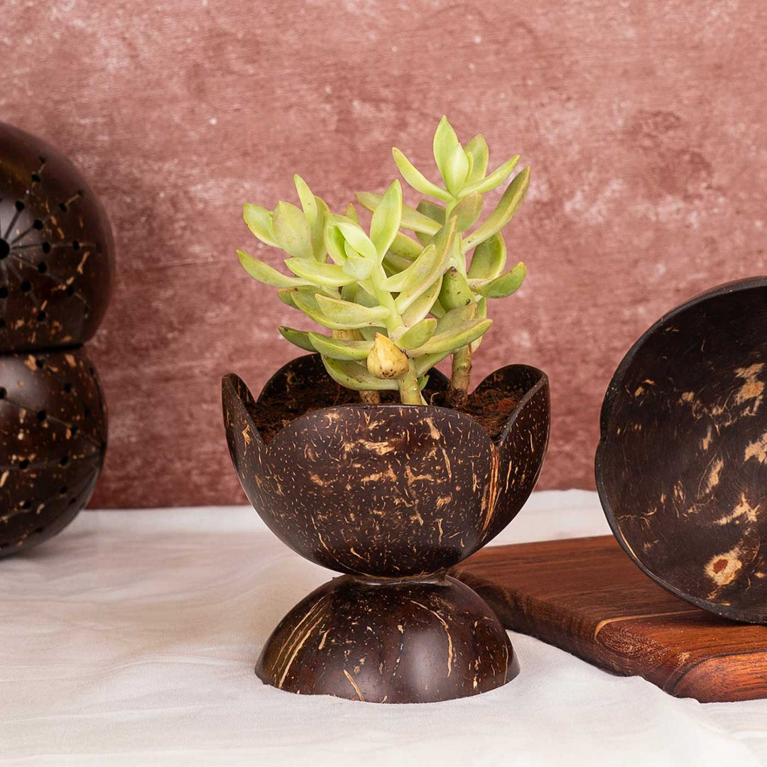 succulents in coconut shell Buy Tiny Succelent Coconut Shell Planter Pot Online On Zwende