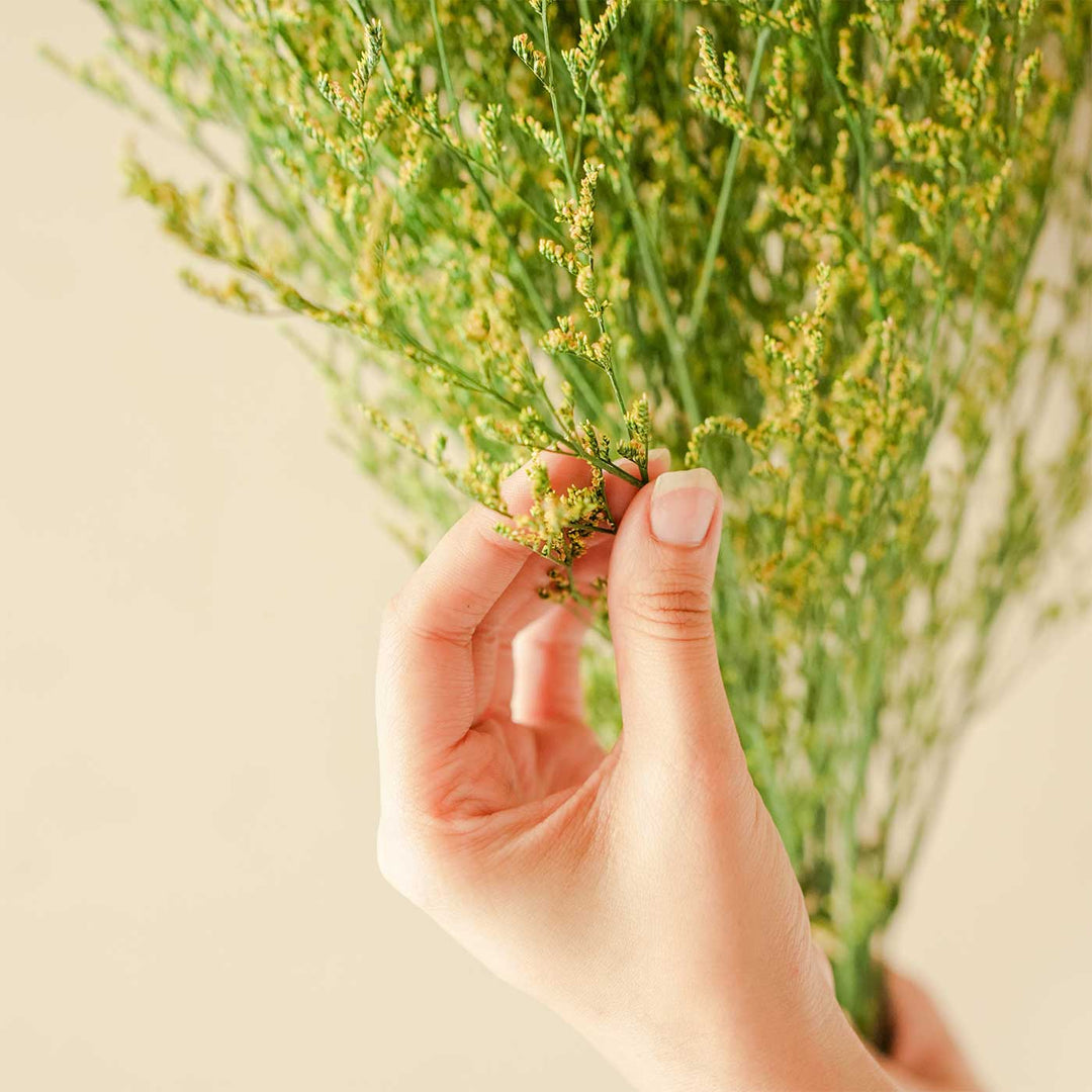Green Limonium Dried Flower