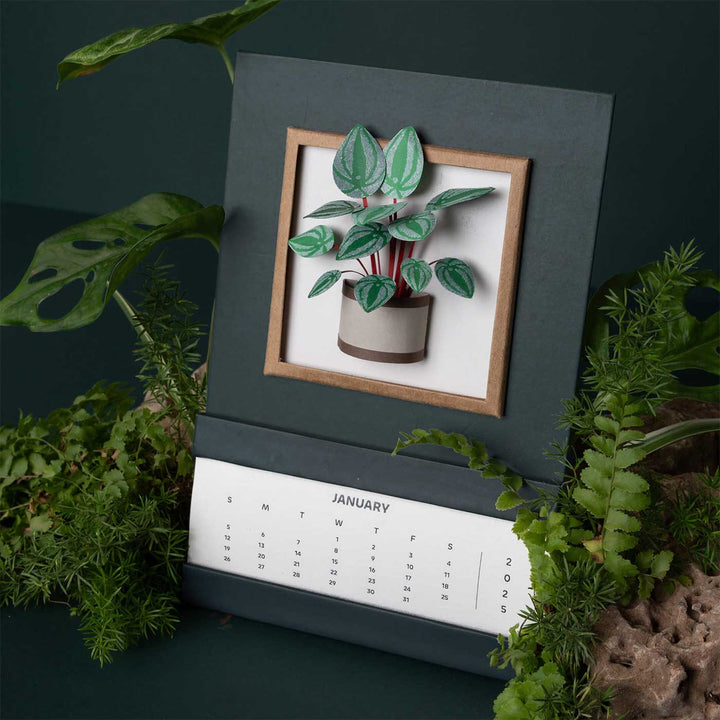 Handmade 3D Watermelon Peperomia Plant 2025 Desk Calendar
