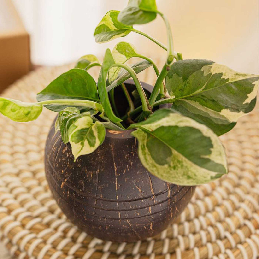 coconut shell plant pot Buy Eco-Friendly Handmade Three Line Coconut Shell Planter Pot Online On Zwende