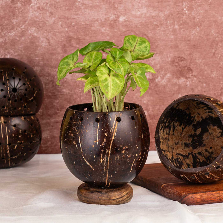 Eco-Friendly Wooden Base Coconut Shell Planter