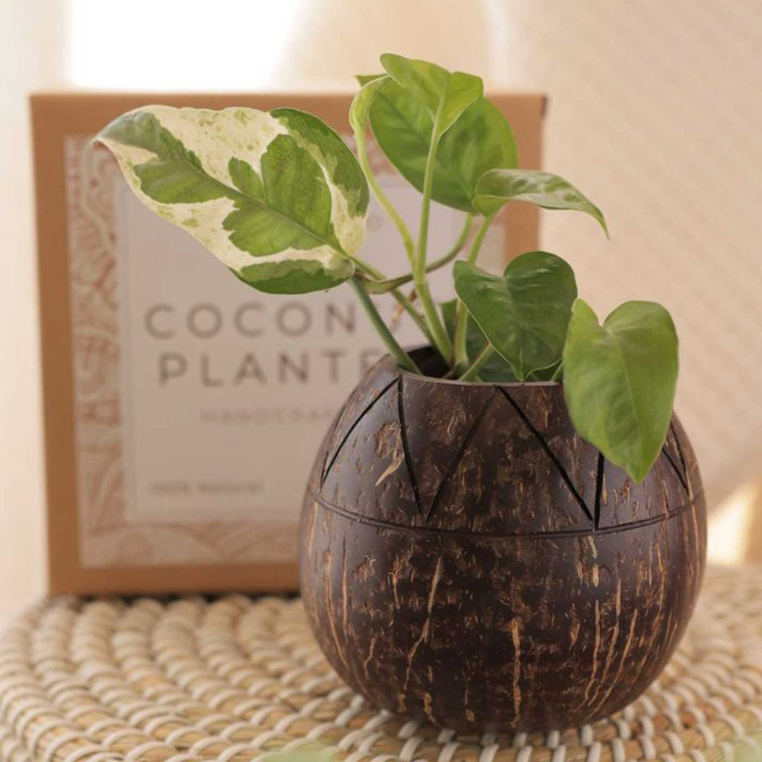coconut shell pot plant Buy Eco-Friendly Handmade Zig Zag Coconut Shell Planter Pot Online On Zwende