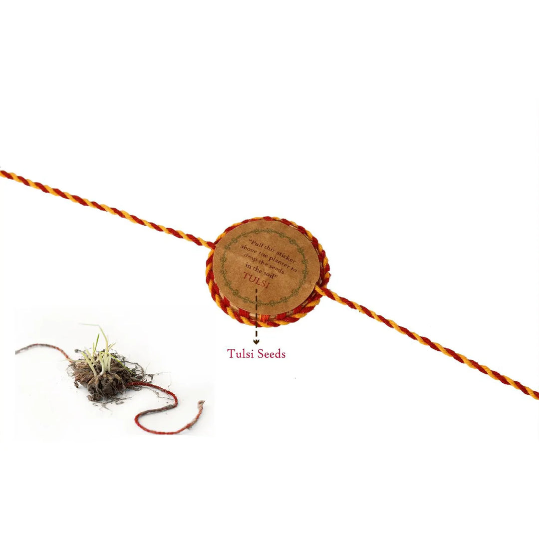 Nazarbattu Plantable Handmade Cork Sibling Rakhi Hamper With Roli Chawal - Close-up of Tulsi Seed Rakhi