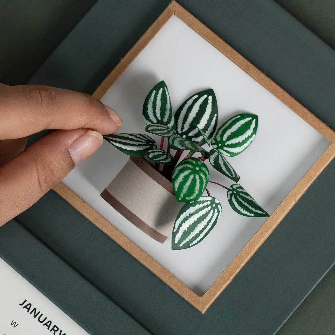 Handmade 3D Watermelon Peperomia Plant 2025 Desk Calendar