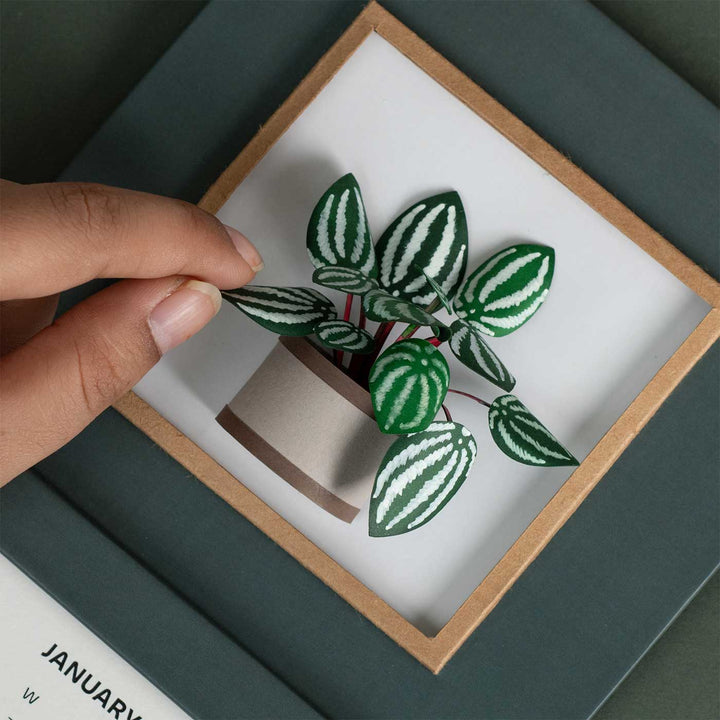 Handmade 3D Watermelon Peperomia Plant 2025 Desk Calendar