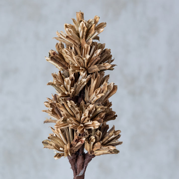 Handmade Brown Artichoke Dried Flower Bunch | Set Of 5