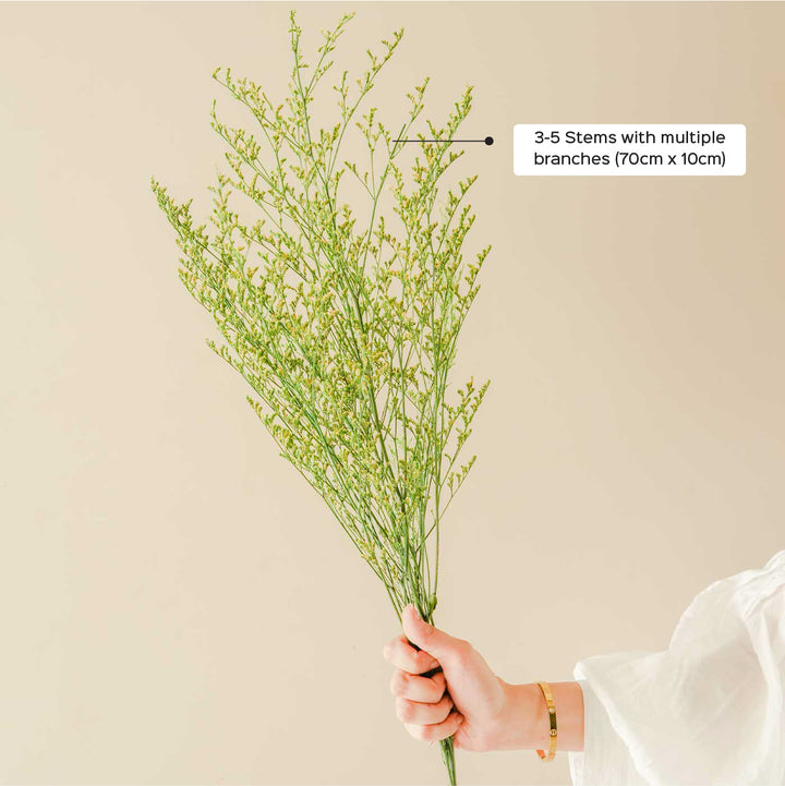 Green Limonium Dried Flower