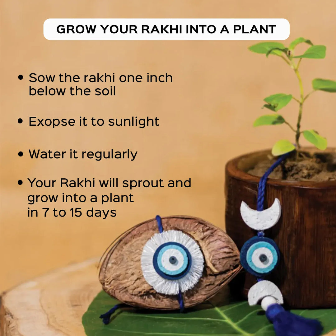 Nazarbattu Plantable Handmade Cork Sibling Rakhi Hamper With Roli Chawal - Plant Growth Instructions Graphic
