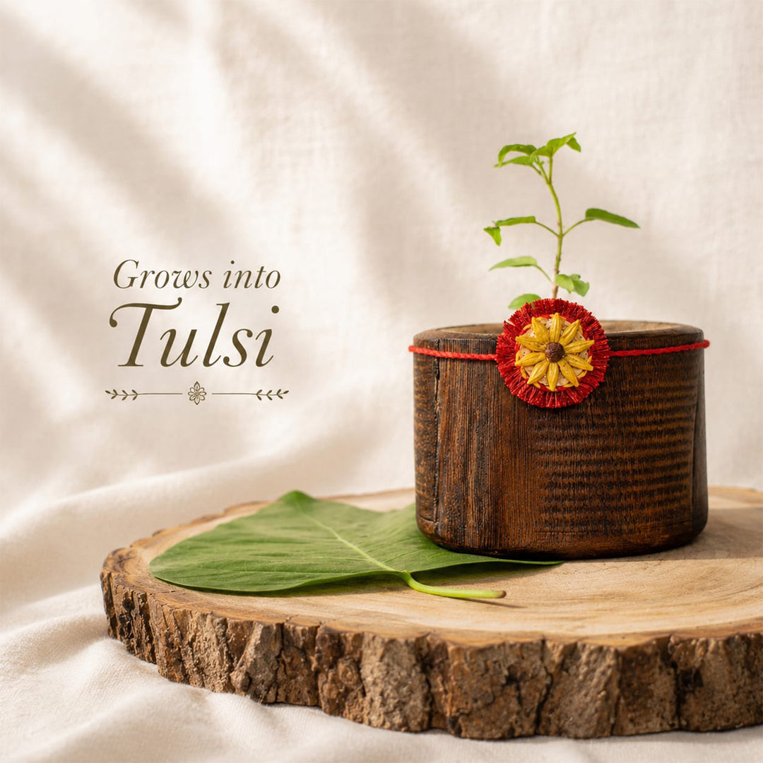 Plantable Surajmukhi Seed Rakhi With Cotton Mauli Thread & Wheat Grain For Brother