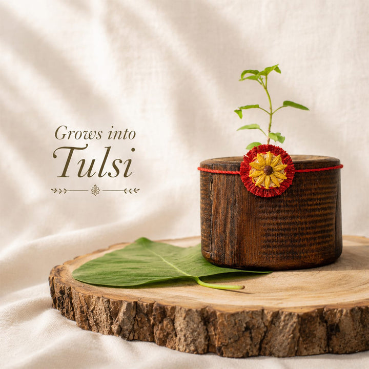 Plantable Surajmukhi Seed Rakhi With Cotton Mauli Thread & Wheat Grain For Brother