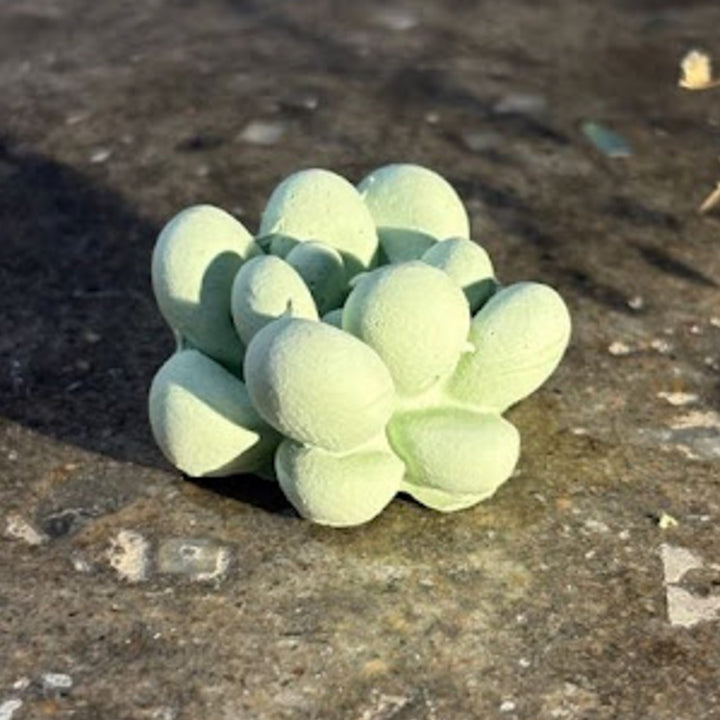 Handmade Concrete Twin Flame Hamper | Includes 2 Bird Centerpiece, 1 Candle Holder And 2 Succulents