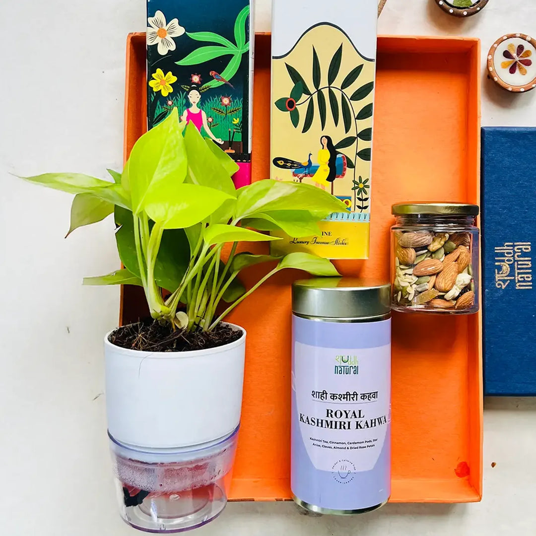 Eco-friendly Diwali Gift Hamper | Includes 1 Self-watering Money Plant, 2 Incense Packs, 1 Floral Tea, 1 Dry Fruits Jar, 1 Festive Card