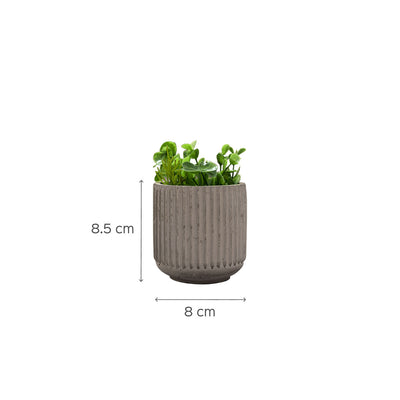 Lipy Multi-Purpose Jar White